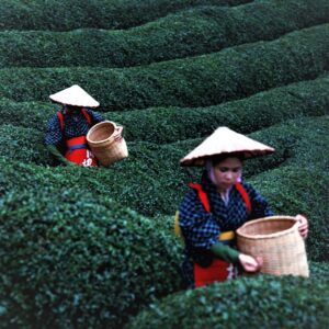 Чай с семенами марихуаны исходит из азиатских традиций